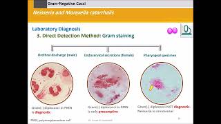 Neisseria and Moraxella Gram Negative Cocci [upl. by Notniv]