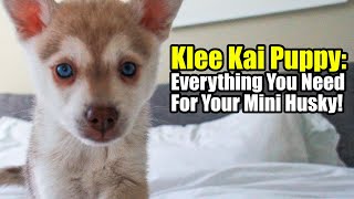 Alaskan Klee Kai 4 Week old Mini Husky Puppies [upl. by Endres450]