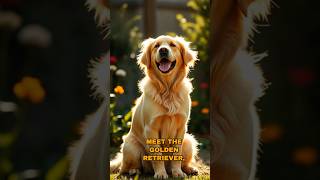 Meet the Golden Retriever familydog [upl. by Mount]