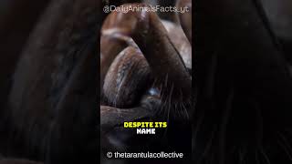 Goliath Birdeater│The World’s Largest Spider with a Surprising Diet and Unique Defenses [upl. by Odnuges182]