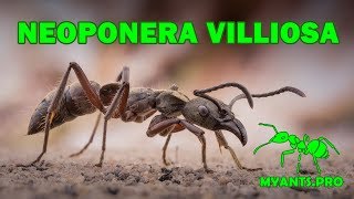 Обзор муравья Neoponera villosa [upl. by Caraviello]