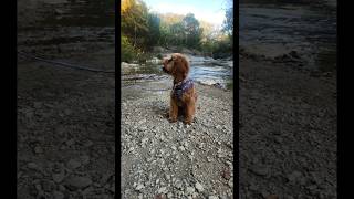 Fall in Spring Creek Park🍂🌳🍁🐶🍃🐾 fall dog fyp [upl. by Hildagarde]