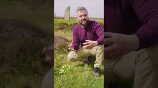 Exploring the Symbolism of Primroses at Ring of Brodgar [upl. by Aloivaf291]