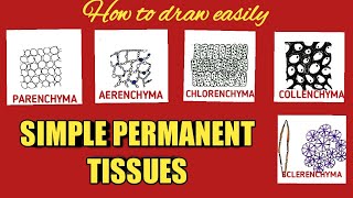 How to draw simple permanent tissues easily how to draw parenchyma collenchyma sclerenchyma [upl. by Gnek]