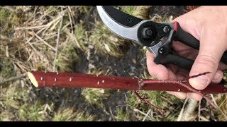 Planting Red Osier Dogwood For Deer Using Cuttings [upl. by Nosyk175]