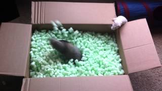 Ferrets playing in packing peanuts [upl. by Ilehs751]