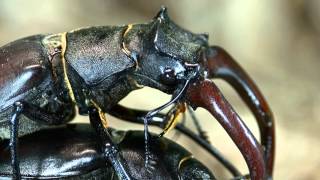 Lucanus cervus mating [upl. by Sylera]