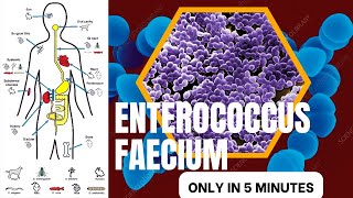 enterococcus microbiology lecture enterococcus faeciumEasy microbiology [upl. by Buiron]