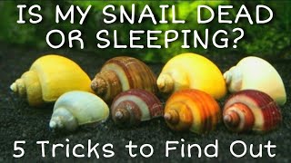 Is My Snail Dead Alive or Resting Mystery Snails Nerites Ramshorn Snails  More Care amp FAQs [upl. by Aztinad]