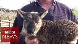 What do you get when you cross sheep amp goat  BBC News [upl. by Muire]