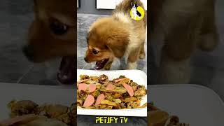 Homemade Dog Food Recipes Review 🐶🍲 dog dogfood pets puppy shorts 2024 review dogvideo cute [upl. by Ikcin]