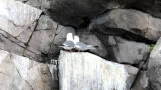 Redlegged kittiwake pair calling [upl. by Dionisio635]