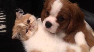 Cavalier King Charles Spaniel and Exotic Persian brotherly love [upl. by Eusadnilem]