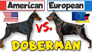 Behavior Differences Between American and European Dobermans [upl. by Paugh]