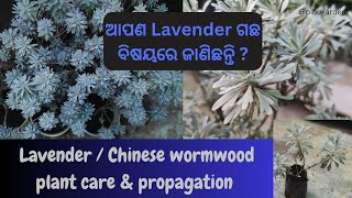 Lavender plant care amp propagation l ଆସନ୍ତୁ ଜାଣିବା Lavender ଗଛ ବିଷୟରେ garden plants lavender odia [upl. by Lateh]