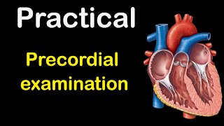 Cardiology Precordial examination [upl. by Eicarg740]