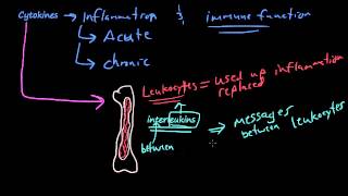 26  The chemicals of inflammation  PAF Cytokines Tumor Necrosis Factor Interleukin1 [upl. by Idnib]