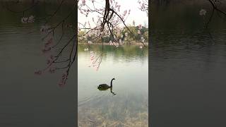 Spring Waltz of Black Swans [upl. by Faludi692]