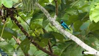 Turquoise Cotinga Cotinga ridwayi in Costa Rica [upl. by Nevart]