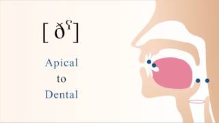 ðˁ  voiced pharyngealized apical dental non sibilant fricative [upl. by Ammadis175]