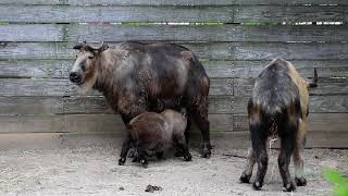 Male Sichuan takin interested in nursing mother herdmate [upl. by Ycnuahc]