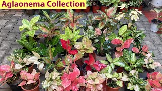 इस पोधे में दुनिया के सभी रंग है  Aglaonema Plants Different Varities With Names And Collection [upl. by Loni500]