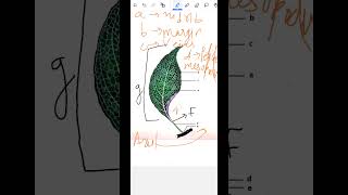 Labelling the parts of leaf 🌿 viralvideo leaf green plant flower trees nature botany [upl. by Artnoed127]