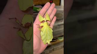 the largest leaf stick insect in the world Phyllium giganteum leafstickinsect exoticinsects [upl. by Uni]