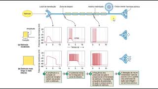 Fisiologia  Potencial graduado e Potencial de ação [upl. by Mabelle904]