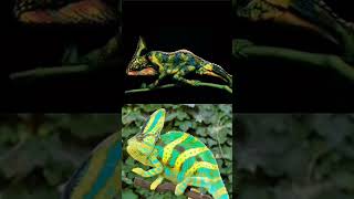 amazing cameleon adventure nature fyp viral reels [upl. by Ainitsirhc705]