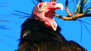 Turkey vulture flying spreading wings call sound  Bird [upl. by Ailadi]