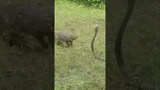 Cobra and Mongoose 1  Fight  Cobra Mongoose Fight [upl. by Nnyliram30]