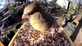 Female Northern Cardinal  Backyard Bird Feeder 11272024 [upl. by Eytteb624]