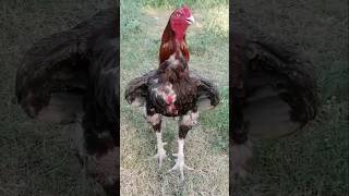 MashaAllah aseel breed chek itshortvideo viralreel birds aseelmurga [upl. by Fabria913]