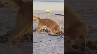 Why Golden Retrievers Make the Best Pets 🐾  Dog Facts goldenretriever dogs [upl. by Oelgnaed]