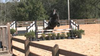 Equestrian 101 Equitation over Fences [upl. by Keare]