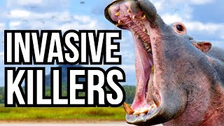 3 Invasive Species That Have Turned Into Murderers [upl. by Golub]