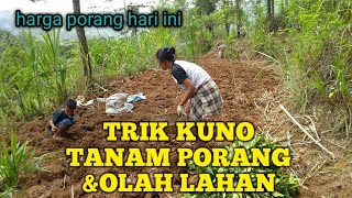 LUAR BIASA HASIL TRIK KUNO OLAH LAHAN DAN PENANAMAN PORANG  Harga porang terbaru [upl. by Charlet]