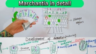 Marchantia in detailThallusReproduction in marchantiaBSc and MSc botany [upl. by Hendel]