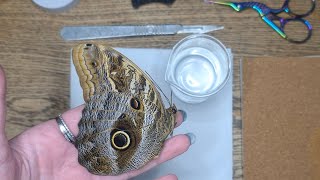 Owl butterfly pinning  entomology taxidermy tutorial [upl. by Oinafipe912]