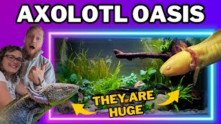 Creating an AXOLOTL aquascape for our FOUR underwater salamanders [upl. by Whittaker25]