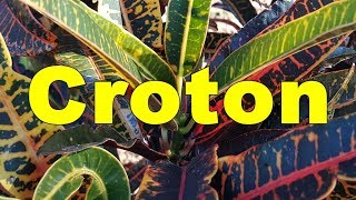 Croton Codiaeum variegatum  HD Video 06 [upl. by Cathie376]