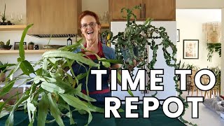 HEALTHY EPIPHYLLUMS Master REPOTTING ORCHID CACTUS With This Beginners Guide [upl. by Acissej]