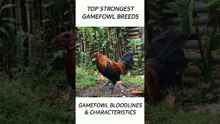 Top Gamefowl of the year 2024 short gamefowl rooster [upl. by Garzon]