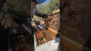 Feeding bees is some fun work bees beekeeping savethebees honey beefarm [upl. by Rojam413]