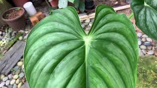 Philodendron Plowmanii Var Citrus [upl. by Dasteel400]