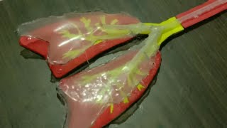 How To Make Easily LUNGS Working Model100 working  VISHNU HARIDASS [upl. by Carlstrom]