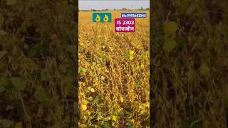 Js 2303 soybean variety सोयाबीन की जे एस 2303 वरायटी soyabeanbhav soyabean [upl. by Akeylah262]