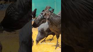 Z Black Kadaknath rooster 🐓 kadaknathchicks kadaknathmurga [upl. by Cary]