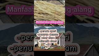 Manfaat akar alangalang lifestyle kesehatan jsr herbal [upl. by Eyr]